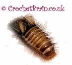 wooly bear, carpet beetle